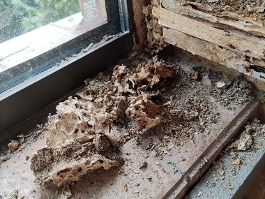 黃江滅治白蟻中心別墅居然暗藏?cái)?shù)百萬只白蟻“窩點(diǎn)”