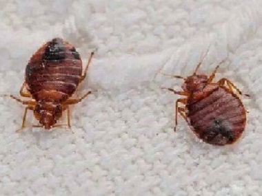 莞城四害消殺中心6種方法助你徹底肅清臭蟲(chóng)