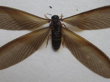 萬(wàn)江殺滅白蟻所黑翅土白蟻的防治方法