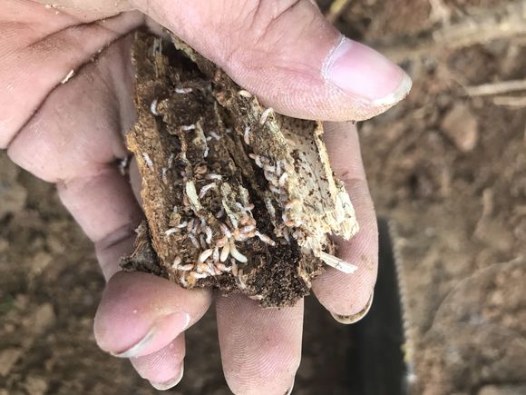 寮步除白蟻中心一定要做白蟻防治的原因