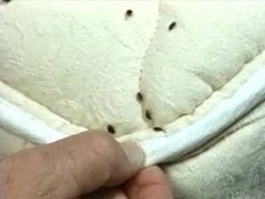 南城四害消殺中心發(fā)現(xiàn)家里有臭蟲(chóng)要怎么辦