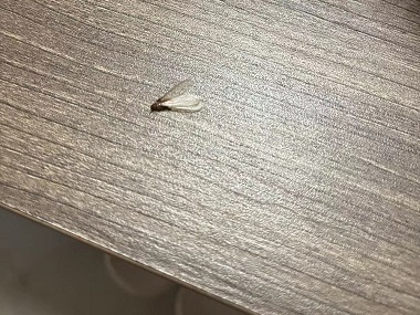 塘廈白蟻預(yù)防中心怎么防止分飛期白蟻跑到室內(nèi)繁衍