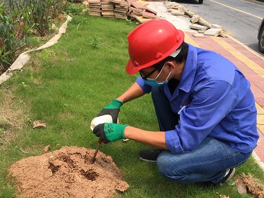 東莞紅火蟻防治機構(gòu)簡單有效的紅火蟻防治方法